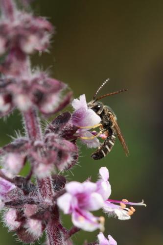 Réf. 248 767 : Halictus sp.